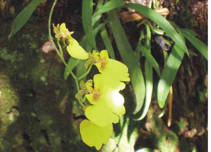 [orquidea[2].jpg]