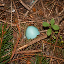 Robin's Egg Shell