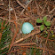 Robin's Egg Shell