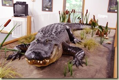 alligator display