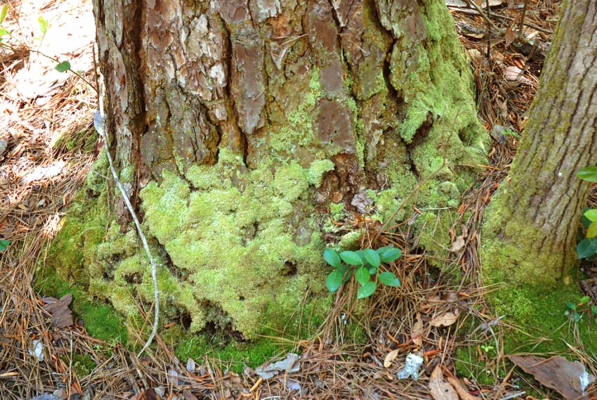 [moss on tree[3].jpg]