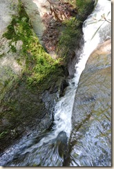 Rushing Water Moss