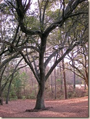 Nicely Pruned Live Oak at Sesqui