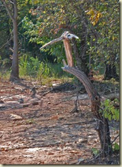 heron-like stump