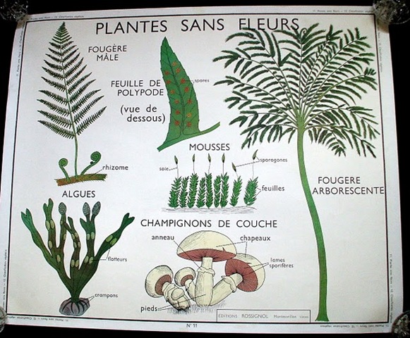 [French vintage school poster botanical plant french wall le trip[5].jpg]