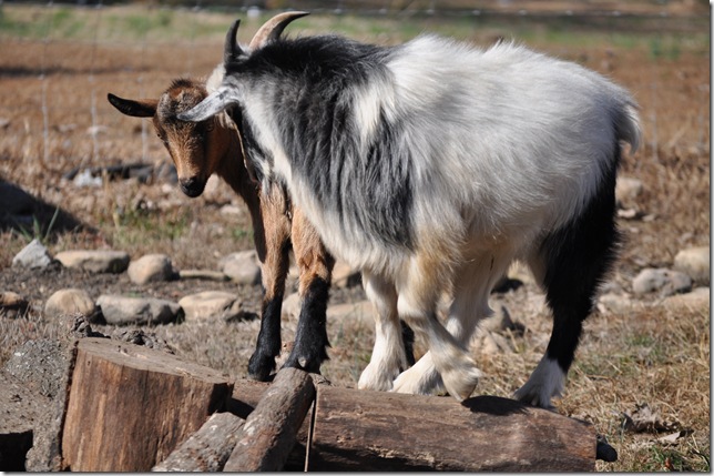 goats 11