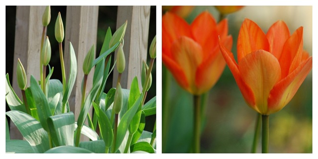 [Orange tulip diptic[3].jpg]