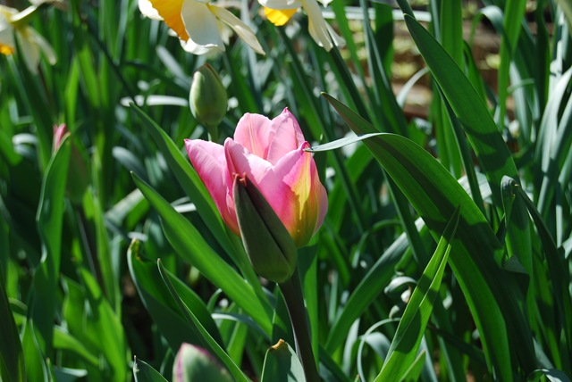 [Tulip Christmas Exotic in front bed[3].jpg]