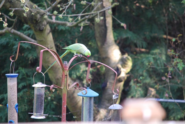 [Parakeet on bird feeders[3].jpg]