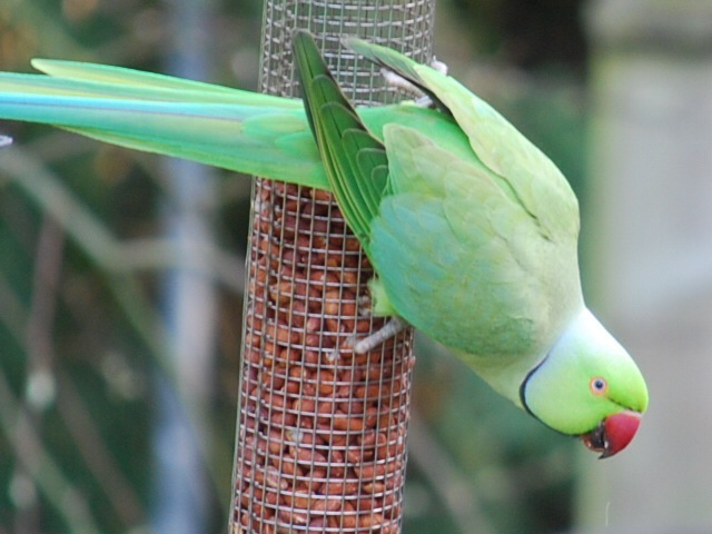 Parakeet on feeder