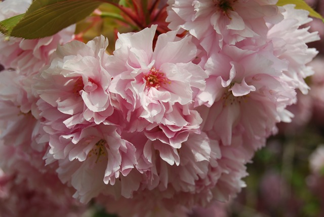 [Kew pink blossom (2)[3].jpg]