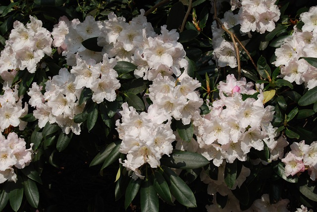 Kew white rhododendrons