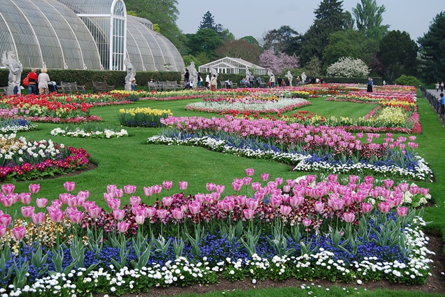 [Kew tulip beds (2)[3].jpg]
