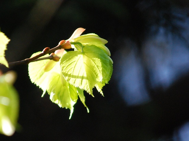 [Spring sunlit leaves[3].jpg]