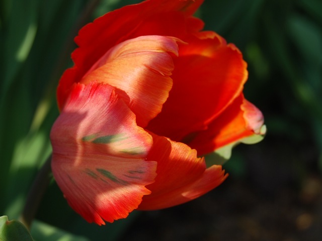 Tulip Orange Favourite in shade