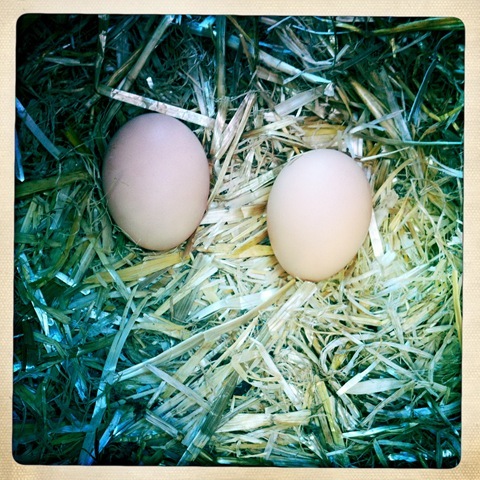 April - eggs