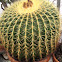 Golden barrel cactus