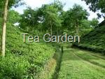 [tea garden[9].jpg]