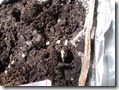 Bell Pepper Seedlings March 30 2011_1