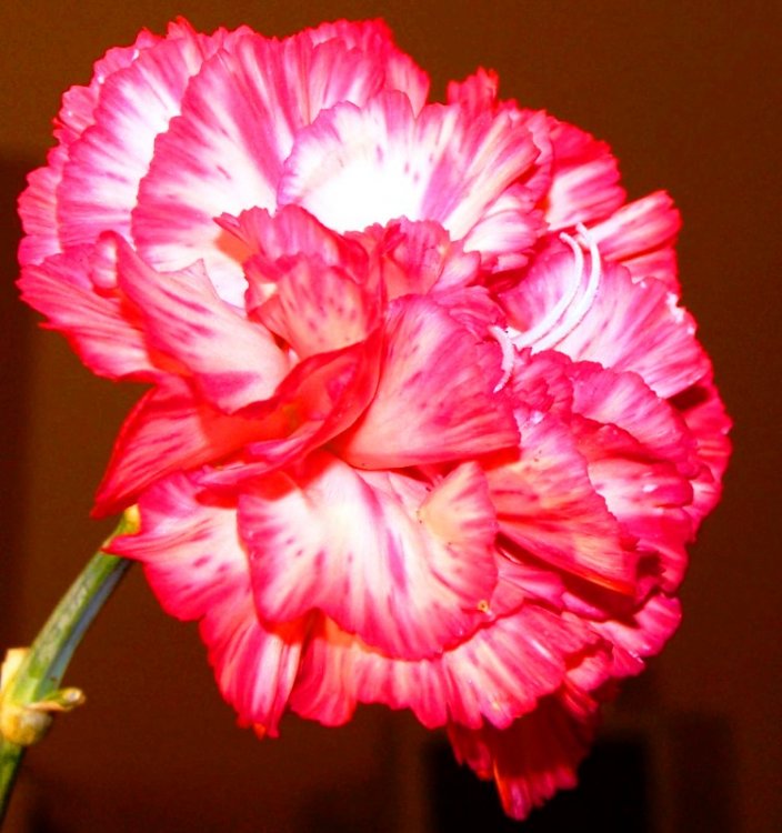 flor.bel04.jpg