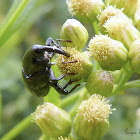 Black weevil