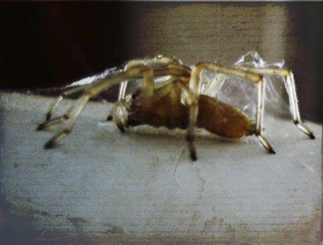 [SpiderWeThePeople[2].jpg]