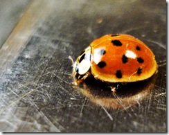 LadyBug