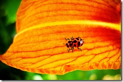 NatureBugWeb
