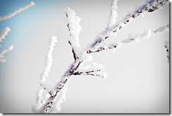 PW2810FogFrost