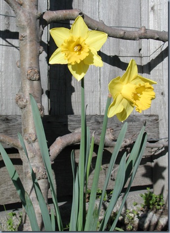 daffodil one