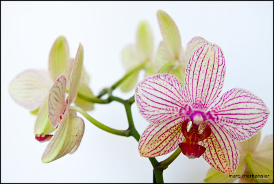 orchidées-mars-2.jpg