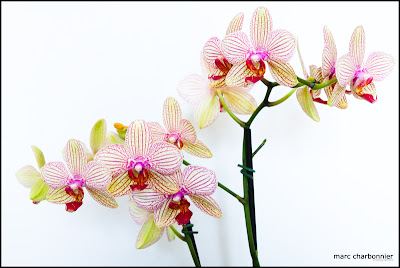 orchidées-mars-5.jpg