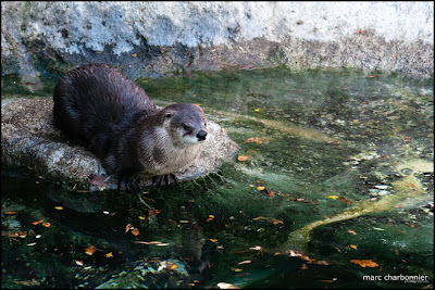 zoo bâle photo