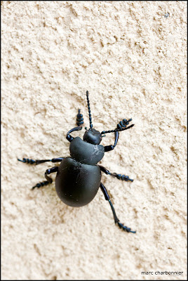 photo de scarabée