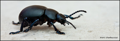 scarabées-3.jpg