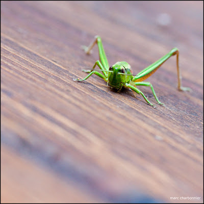 Photo d'une sauterelle verte
