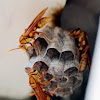 Neotropical social wasp