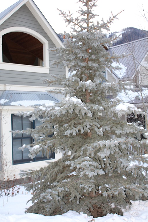 [christmas tree outside in telluride[5].jpg]
