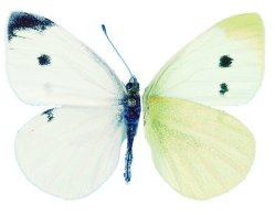 [Cabbage White[5].png]