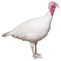 [midget-white-turkey[5].jpg]