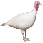 midget-white-turkey