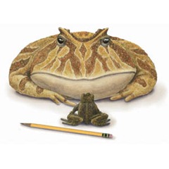 Toad Frog Pencil