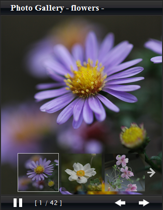 PHOTO GALLERY -FLOWER-