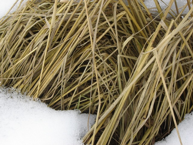 [Calamagrostis 'Overdam' in March[3].jpg]