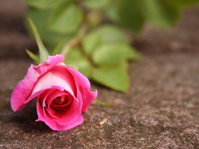[Beautiful Pink Rose For You[2].jpg]