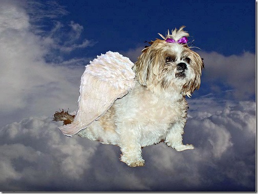 perro con alas sentado en una nube 