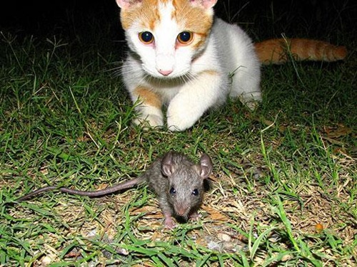  Gato a punto de cazar a un ratón, fotos sin manipular