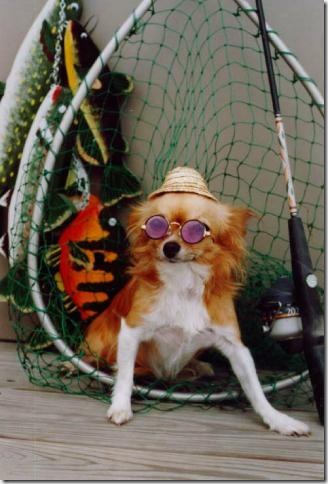 DogFish-Sunglasses-MixBreed