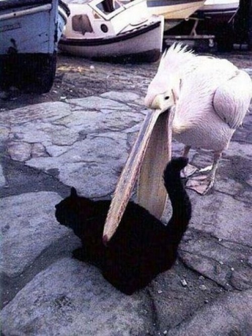 [Birds-Attack-012[3].jpg]