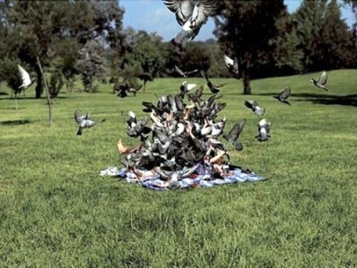 Birds-Attack-010